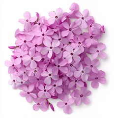 Fototapeta premium Lovely Pile of Light Pink Phlox Flowers Isolated on White Background
