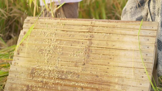 Close-up of asian farmers threshing rice plants on bamboo racks at crop harvest in rural asia, traditional and manual farming methods, grains flying in slow motion