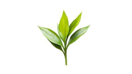 Fototapeta premium plant transparent background png