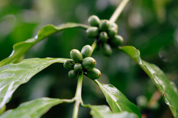 Green coffee beans bearing fruit during the rainy season