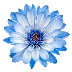 Obraz premium Blue flower isolated on transparent background.