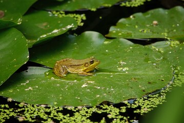 Frog in pond