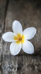 Naklejka premium Serene White Plumeria on Rustic Wood, A Symbol of Tranquility and Beauty, Evoking Calmness and Peace.