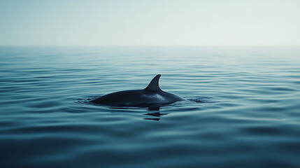 Fototapeta premium dolphin in the water