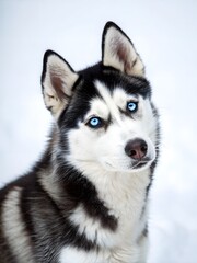 Obraz premium Adorable Siberian Husky Dog Portrait with Striking Blue Eyes in Snowy Winter Setting