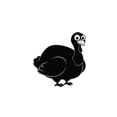 peacock isolated on white background