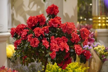 Azalea pink red flowers in a flower shop in Athens, Greece