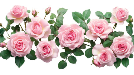 "A cluster of soft pink roses with their vibrant green leaves, isolated on transparent background, radiating a sense of calm and beauty."