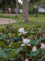A pink-tipped white lotus flower blooms in a pond, surrounded by large, round green leaves and several lotus buds. The background shows a green grassy area and a paved path. The image is a close-up.
