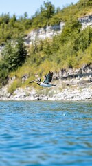 Pelican soaring above lake, cliff background