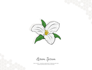Great White Trilium flower vector art for wall decoration