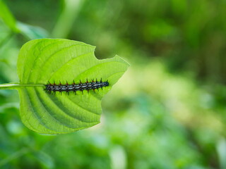 black caterpillars eating green leaves