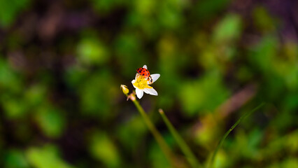 Ladybug on A Flower