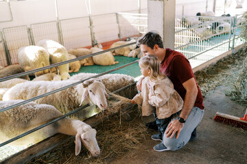 Little girl feeds white sheep with hay in a pen while standing near her squatting dad