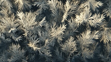 Overhead view of a frost covered natural plant texture