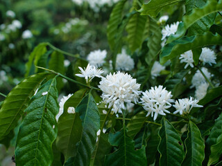 White coffee flowers in the garden