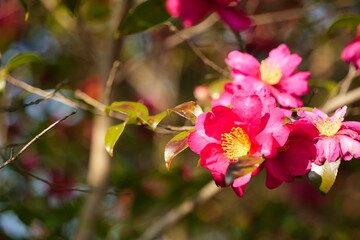 冬を彩るサザンカの花