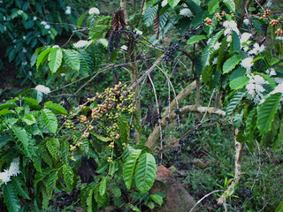 White coffee flowers in the garden