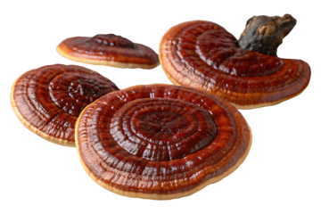 A cluster of medicinal Reishi mushrooms, characterized by their shiny,