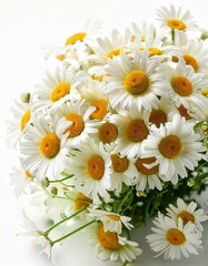 Fototapeta premium Chamomiles on whites background portrait