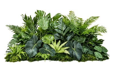 Collection of various green ferns and tropical foliage plants with different leaf shapes and textures against transparent background, ideal for garden design elements