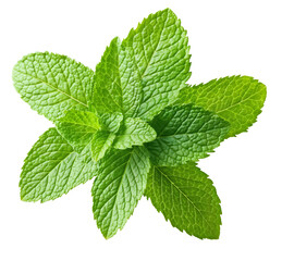 Vibrant green mint leaves arranged in star pattern showing detailed leaf texture and veins on...