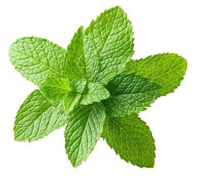 Vibrant green mint leaves arranged in star pattern showing detailed leaf texture and veins on transparent background, perfect for culinary and beverage garnishing