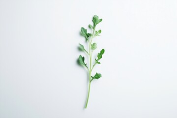 Naklejka premium Arugula Fresh Sprout Delightful on White Surface Elegant Display Light Photography Salad Ingredient