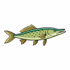 vector illustration of pike fish