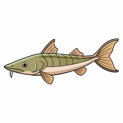 fish on a white background