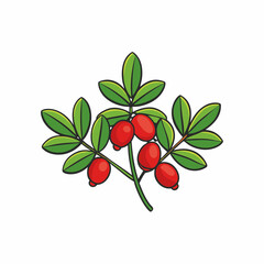 barberries with leaf