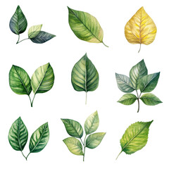A collection of watercolor leaves showcasing various shapes and shades of green and yellow against a clean transparent background, beef on leaves top view isolated on transparent background