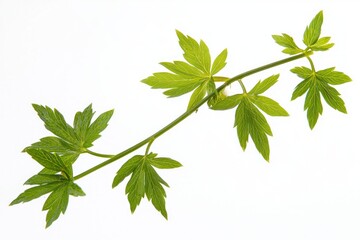Fototapeta premium Fresh foliage of vibrant green leaves on a twig against a clean white canvas organic and serene studio shot