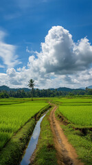 Lush rice paddies with a dirt path and palm tree under a cloudy sky.