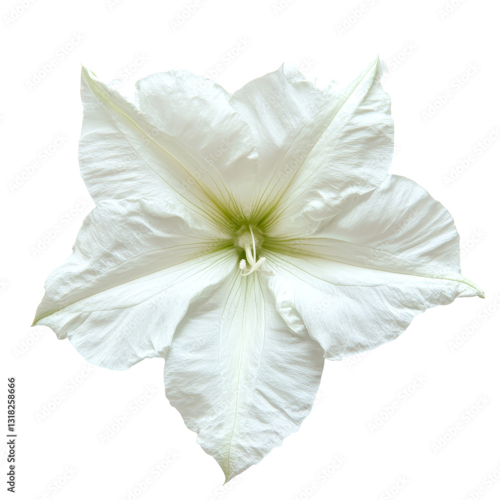 Poster beautiful moonflower isolated on a transparent background showcasing its delicate petals and unique 