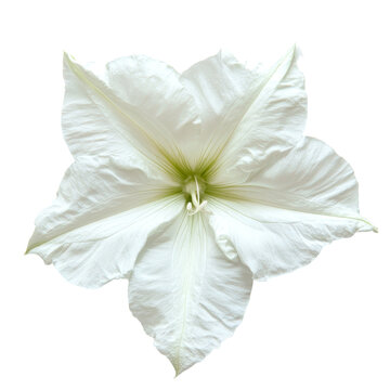 Beautiful moonflower isolated on a transparent background showcasing its delicate petals and unique structure, moonflower isolated on transparent background