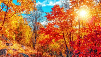 Fall foliage adventure national park nature photography autumn landscape bright sunlight scenic view