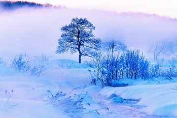 川霧（更別村） © itoh masako