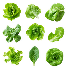 Fresh assorted lettuce leaves isolated on a transparent background for healthy eating and cooking inspiration, fresh lettuce leaves isolated on transparent background