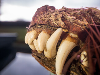 Gray fox skull exposed to the elements through a harsh winter, partially preserved as insects...