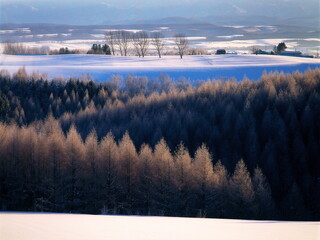 丘とカラマツ林（美瑛町）