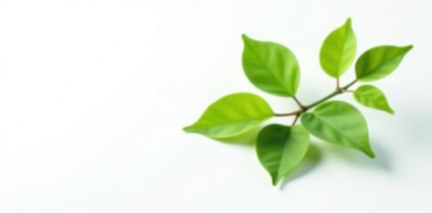 Obraz premium Single branch with leaves on white background, green, single