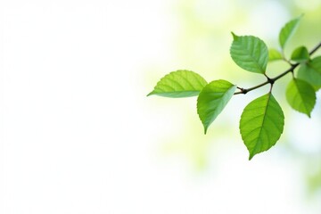 Obraz premium Single branch with some leaves hanging down against white background, green, simple