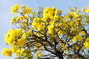 Golden Trumpet tree or Tabebuia chrysotricha cheerful blooming against blue sky.
