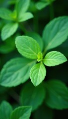 Delicate green violet leaves in shallow depth of field DOF, plant life, botany, leafy greens