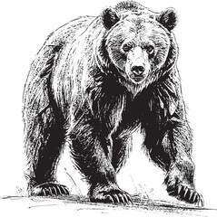 A hunting bear coming.