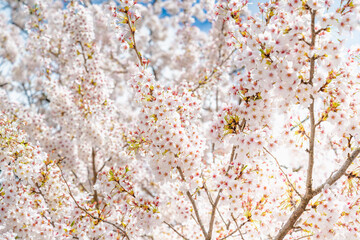 Blooming cherry blossoms and blue sky. Capture cherry blossom trees in bloom.  Spring, nature and cherry blossom festival. Spring cherry blossom blooming scene in April.
