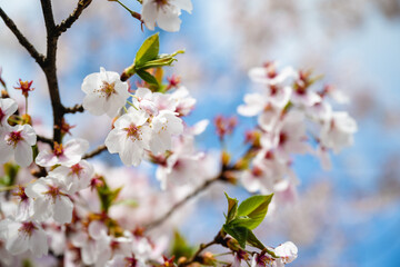 Blooming cherry blossoms and blue sky. Capture cherry blossom trees in bloom.  Spring, nature and cherry blossom festival. Spring cherry blossom blooming scene in April.