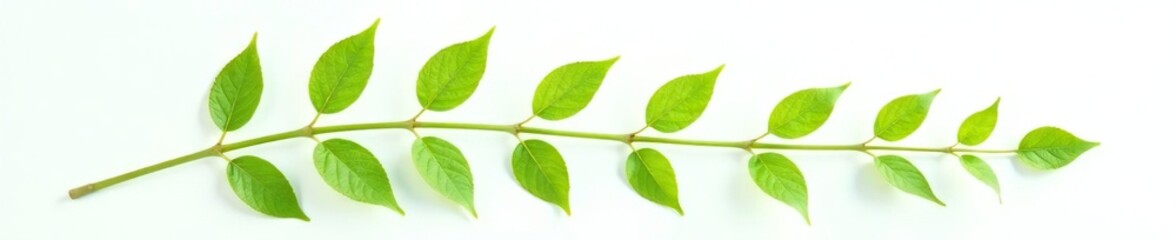 Delicate green stem with small leaves on white background, botanical, botany, green leaf