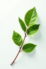 Fototapeta premium Single branch with leaves on white background, foliage, leaf, single